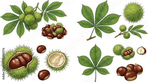 Foto Horse Chestnut Tree Leaves Spiky Green Burrs and Brown Conkers Botanical Collect