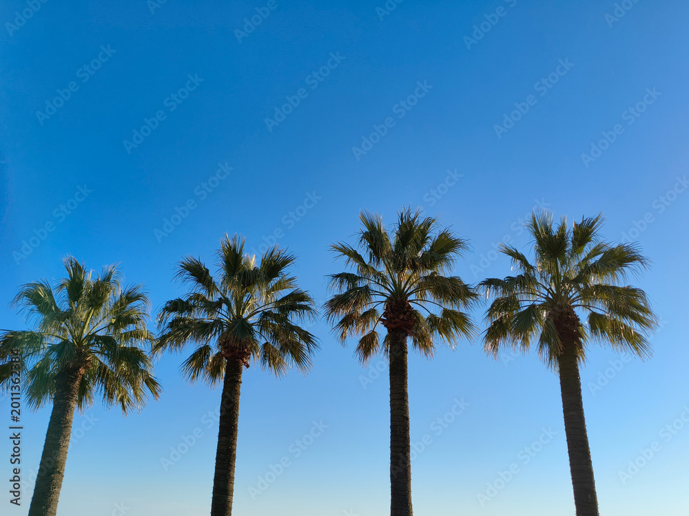Fototapeta premium Four palm trees in a city against a blue sky