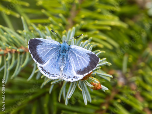 A Holly Blue on a Fir Tree
