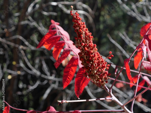 Cuadro en lienzo Red berries of smooth sumac (Rhus glabra) in autumn, Eldorado Canyon, Colorado