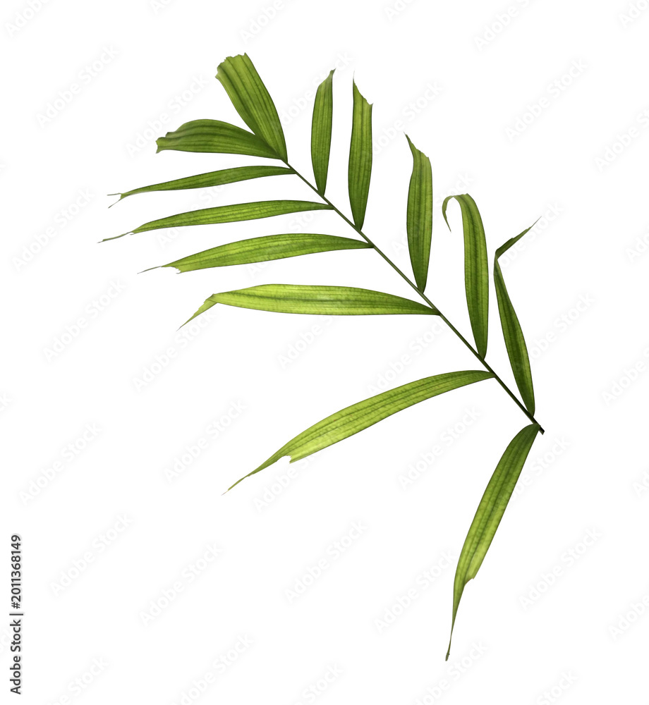 Fototapeta premium Green palm leaf on transparent background