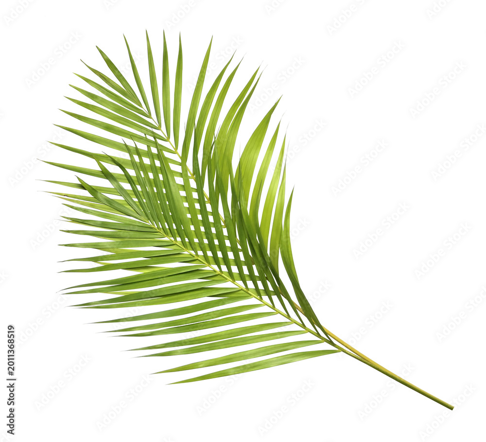 Fototapeta premium Green palm leaves on transparent background