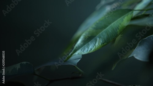 Green leaves with soft focus transition and cinematic dark background