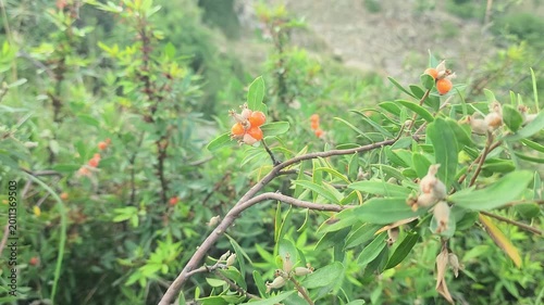 Daphne gnidium, Alpine daphne or the Daphne alpina