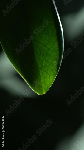 Green leaf macro with soft light and dark background