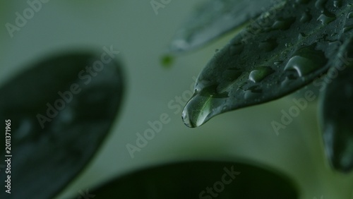 Macro water droplet on green leaf with soft natural background