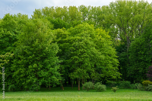 Photography trees in the park
