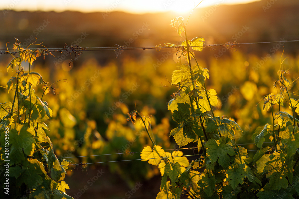 Fototapeta premium Vineyard field landscape during a warm golden hour sunset