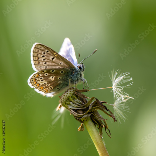 Fotografija A Common Blue Butterfly resting on a Dandelion Head