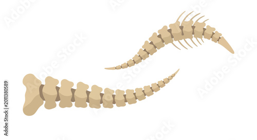 Abstract Vertebrae Spine Bones Curve Design, Medical Anatomy Illustration