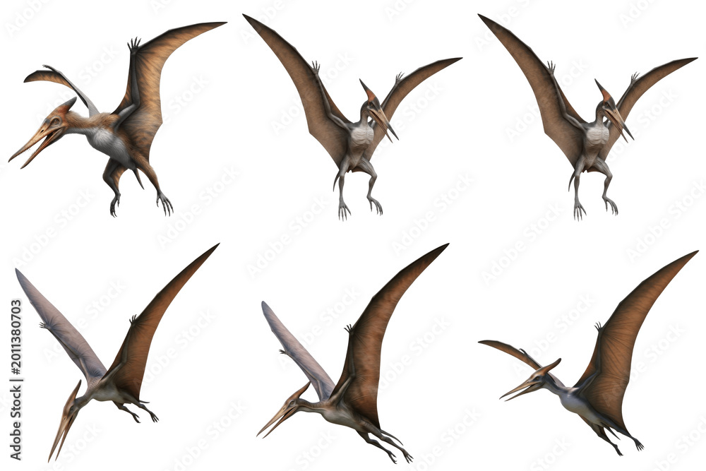 Fototapeta premium Six Pterodactyls in flight against a black background