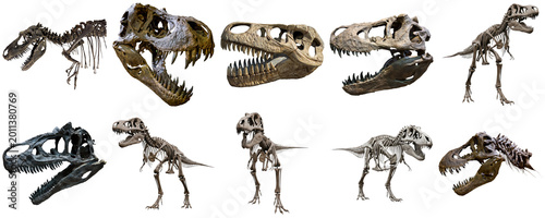 Foto Collection of dinosaur skeletons and skulls, including Tyrannosaurus Rex, agains