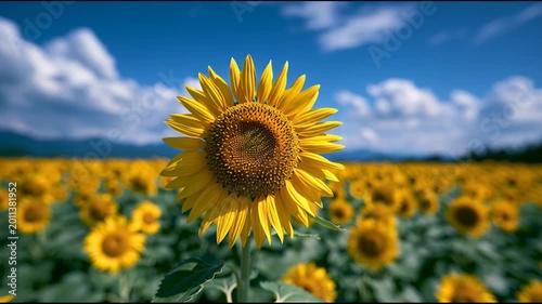 Vibrant Sunflower Field in Full Bloom Under Clear Blue Summer Sky with Clouds