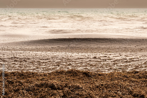 The storm tears up seagrass from the seabed and deposits it on the sand in Alicante, Spain