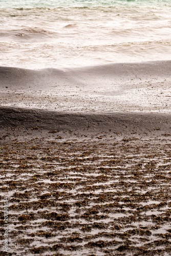 The storm tears up seagrass from the seabed and deposits it on the sand in Alicante, Spain