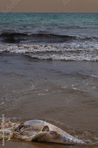 The half-eaten carcass of a large fish lies on the seashore in Alicante, Spain.