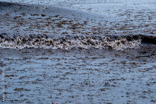 The storm tears up seagrass from the seabed and deposits it on the sand in Alicante, Spain