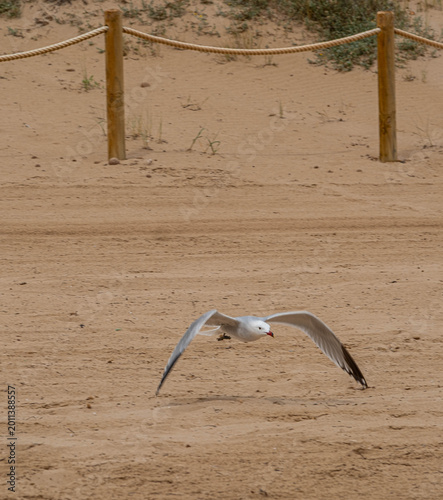 A seagull takes flight on the beach of Alicante, Spain