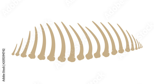 Foto Abstract Ribcage Structure, Bone Design, Medical, Skeleton Element, Minimalist,