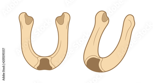 Fotografie Human Mandible Bone Anatomy - Jawbone Structure