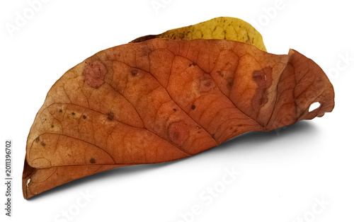 Foto Isolated decaying leaf