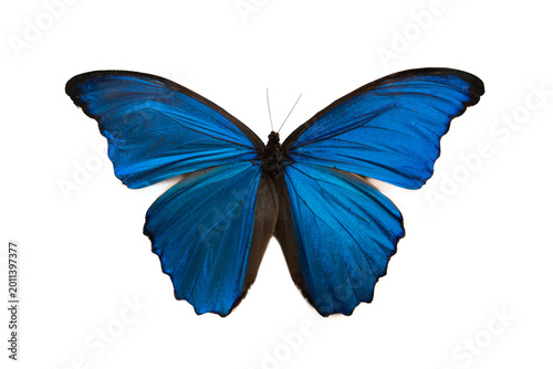 Fotografía Blue morpho butterfly isolated on white background