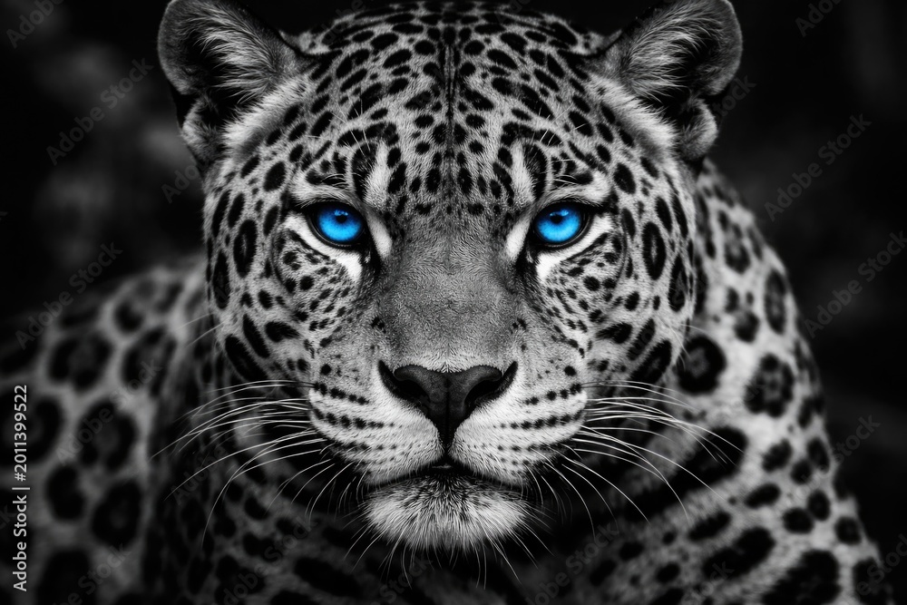 Obraz premium Staring black and white jaguar displaying clear blue eyes