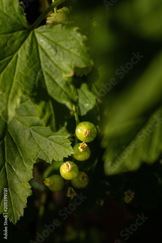 Unripe green white currant berries growing on a bush branch in the garden close up