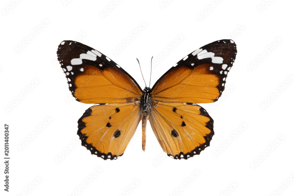Naklejka premium Orange plain tiger butterfly on white background isolated