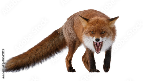 Konstfotografi Aggressive red fox snarling with mouth open, isolated on transparent background