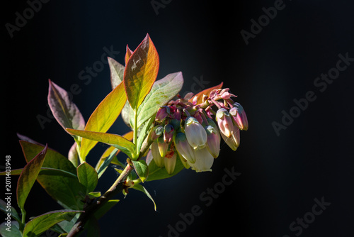 Blooming blueberry bush branch with white and pink flowers in spring garden on dark background