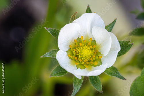 Close up of a single white strawberry flower blooming in the garden with green background