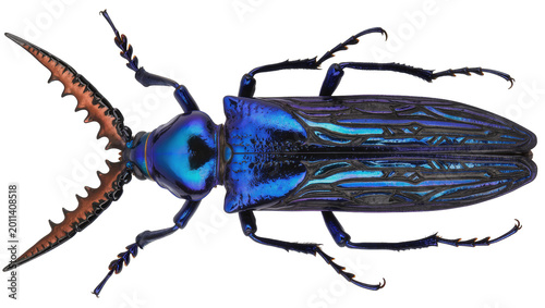 Obraz na plátne Iridescent blue jewel beetle with serrated mandibles, isolated on transparent ba