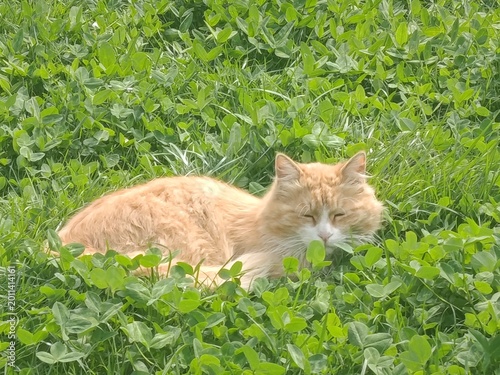 Cat on the grass