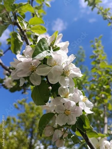 Apple tree blossom, Nature beauty