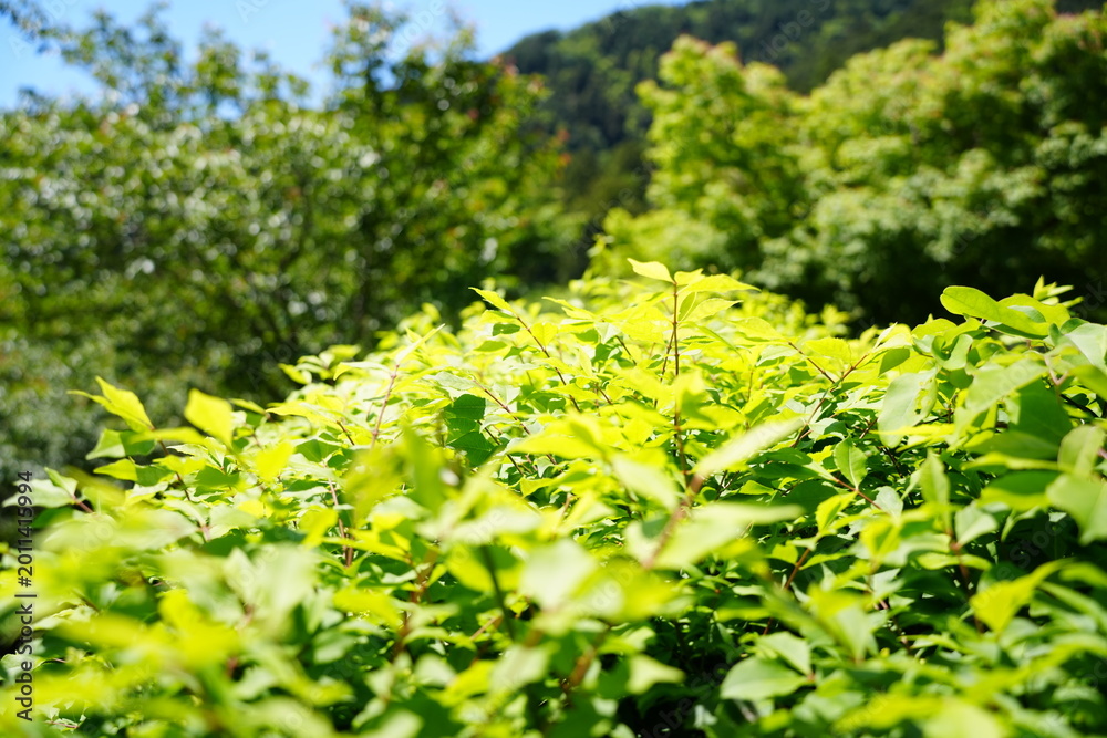 Fototapeta premium 新緑の茂みが広がる初夏の山辺