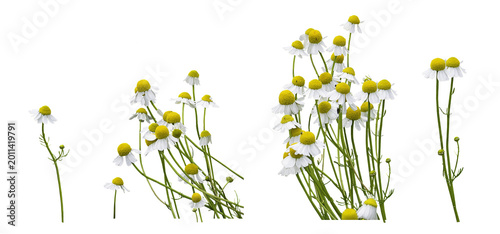 Chamomile flowers blooming. Matricaria c hamomilla, isolated on a transparent background