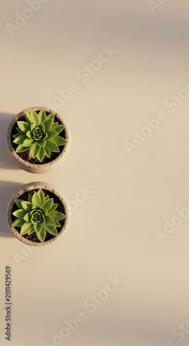 Two small potted green succulent plants.