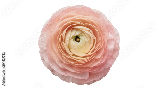 Fotografie Delicate pink ranunculus flower with layered petals, isolated on transparent bac
