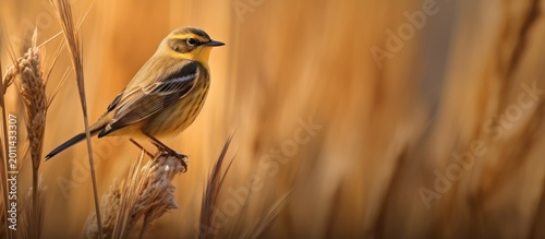 A tiny golden songbird finds a peaceful moment amidst the shimmering glow of a harvest field.