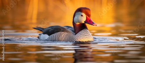 A majestic red-crested duck glides through the golden reflections of a tranquil sunset.