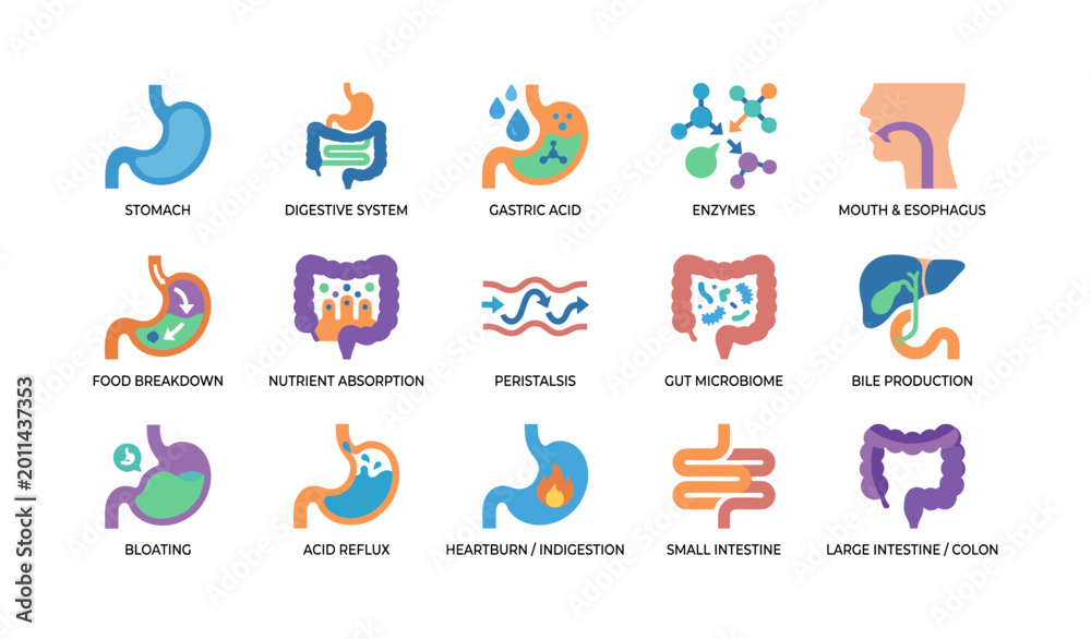 Fototapeta premium Digestive system icons depicting organs and functions grid