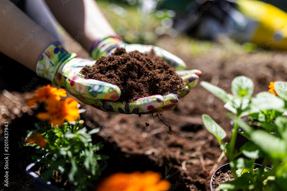 Obraz premium Gloved Hands Holding Compost Soil for Garden Planting