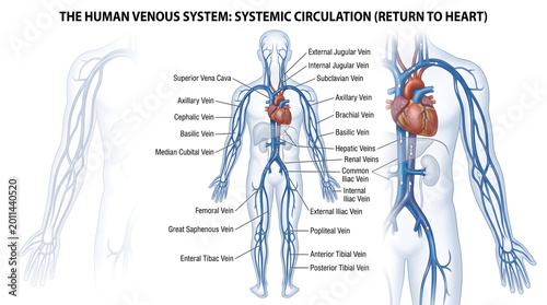 The human venous system systemic circulation diagram showing major superficial and deep veins from head to toe, including jugular, subclavian, vena cava, hepatic, renal and femoral veins, all returnin