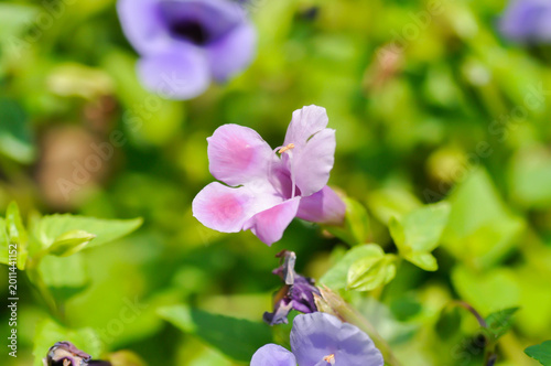 Obraz na płótnie Torenia fournieri Lindl, Scrophulariaceae or Wishbone flower or Bluewings or Tor