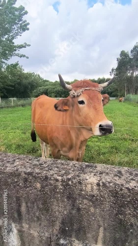 Brown cow with horns standing behind stone wall and wire fence in green pasture with trees and cloudy sky on rural farm. Vertical video