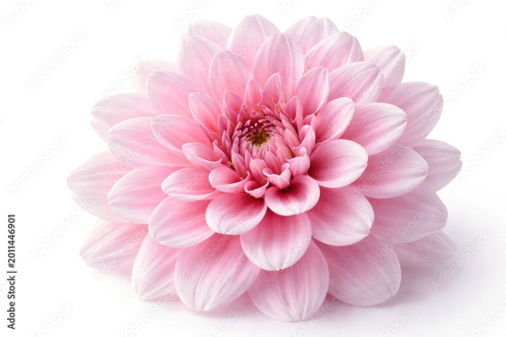 Fototapeta premium High magnification photograph of a pink floral bloom on plain white