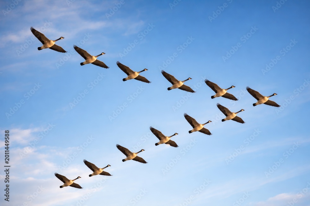 Obraz premium Group of wild geese in coordinated V flight formation across blue sky