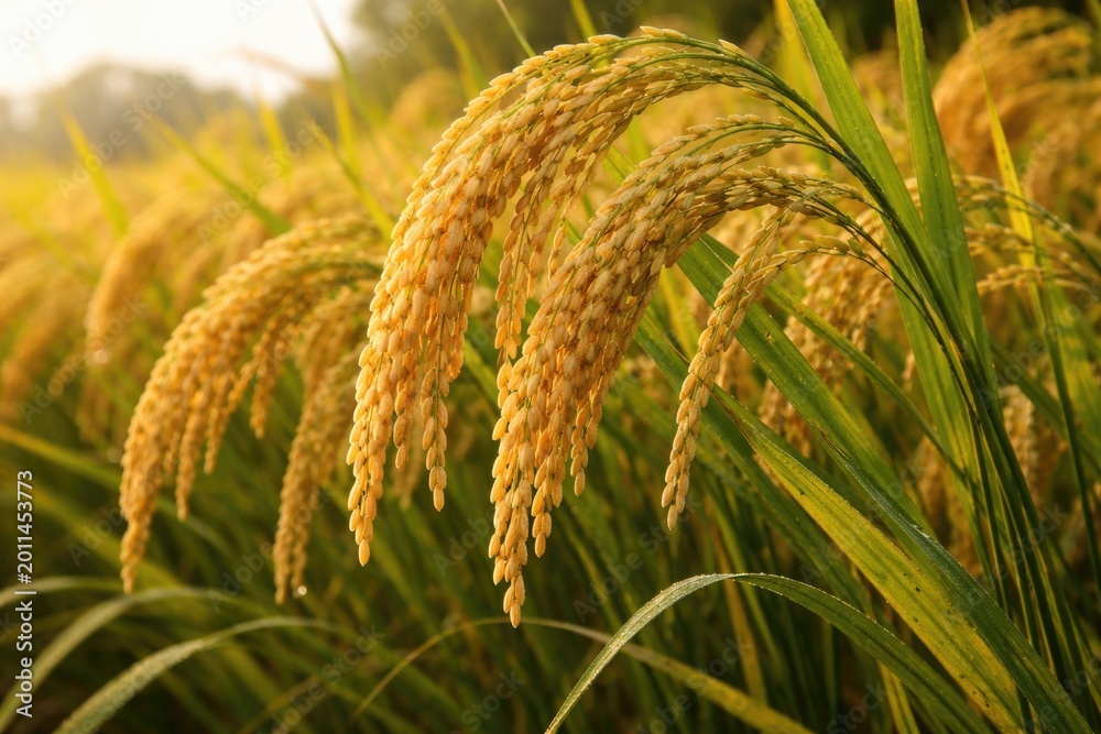 Fototapeta premium Mature rice ears bending heavy on slender stalks