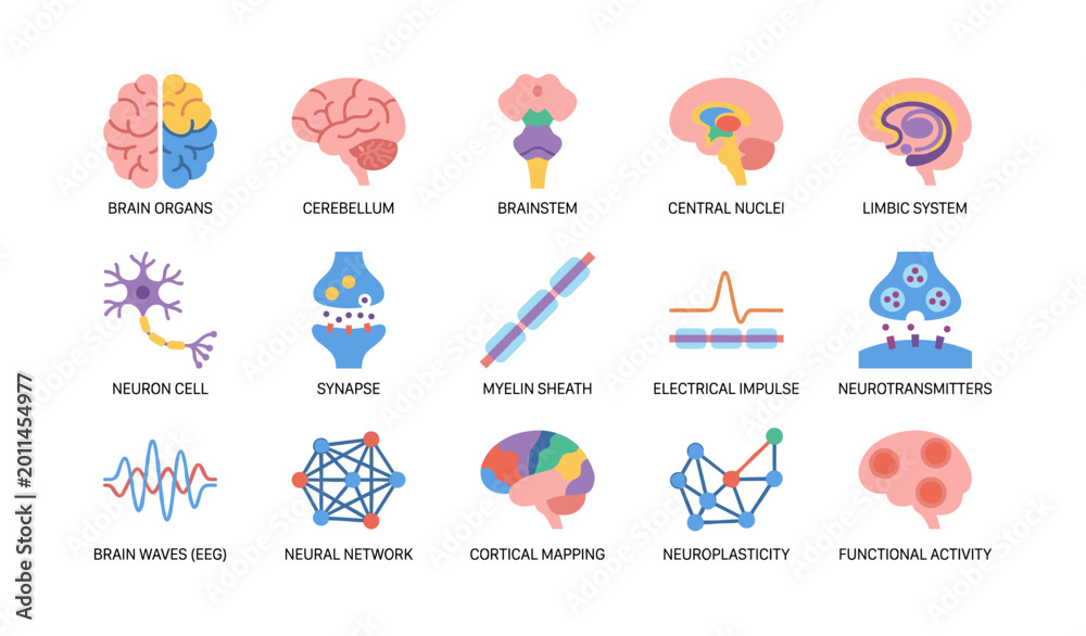 Fototapeta premium Brain and neural system icons arranged on white background